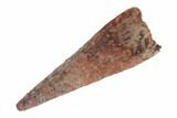 .55" Fossil Pterosaur (Siroccopteryx) Tooth - Morocco - #186155-1